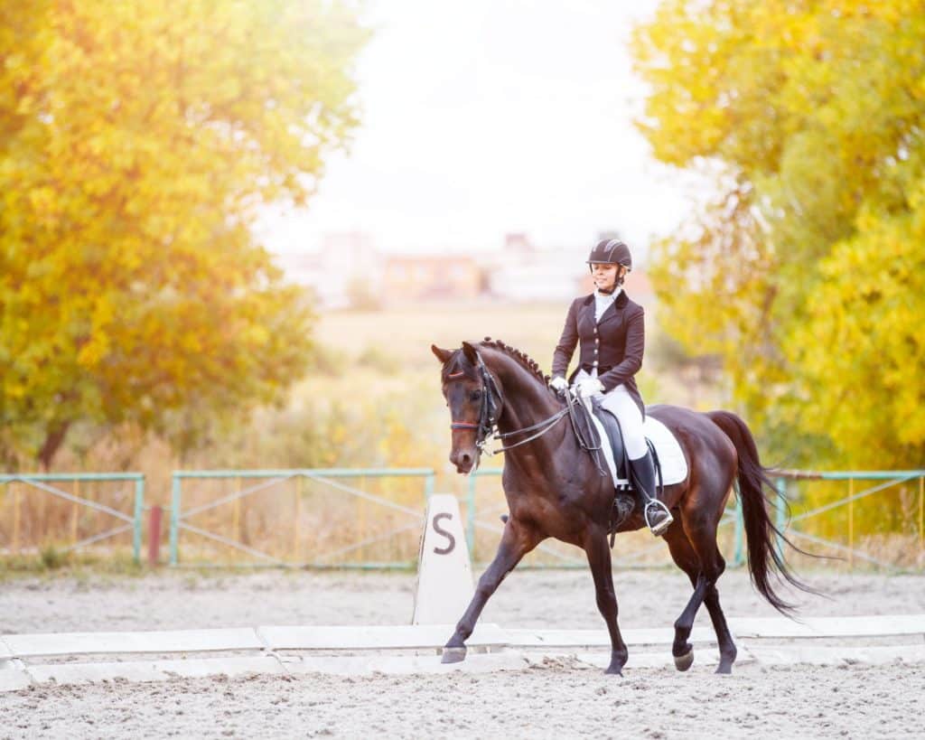 Cavalière et cheval de sport