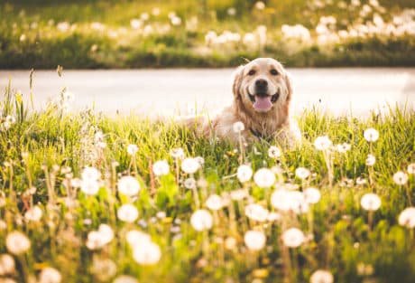 golden-retriever