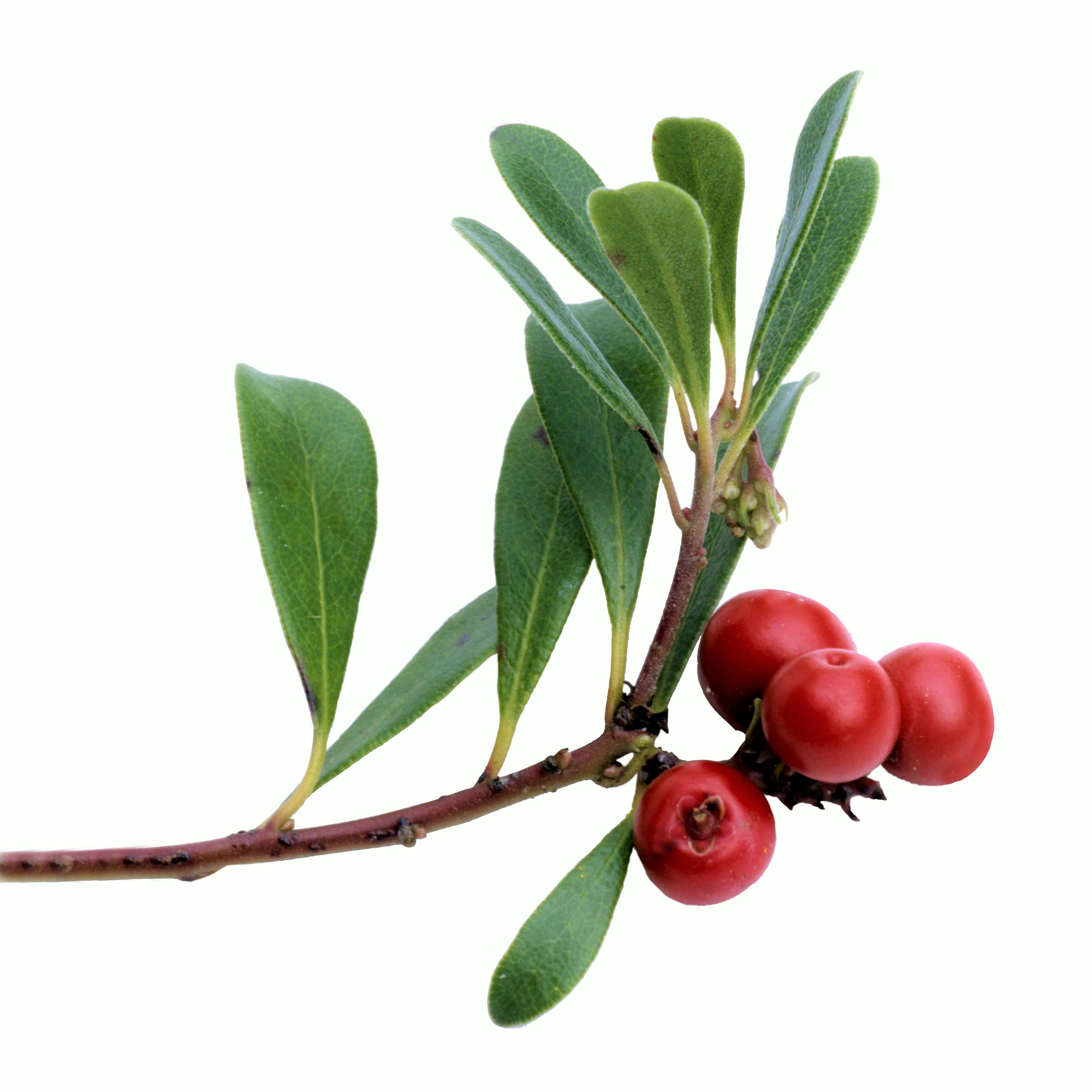 Busserole - Wamine