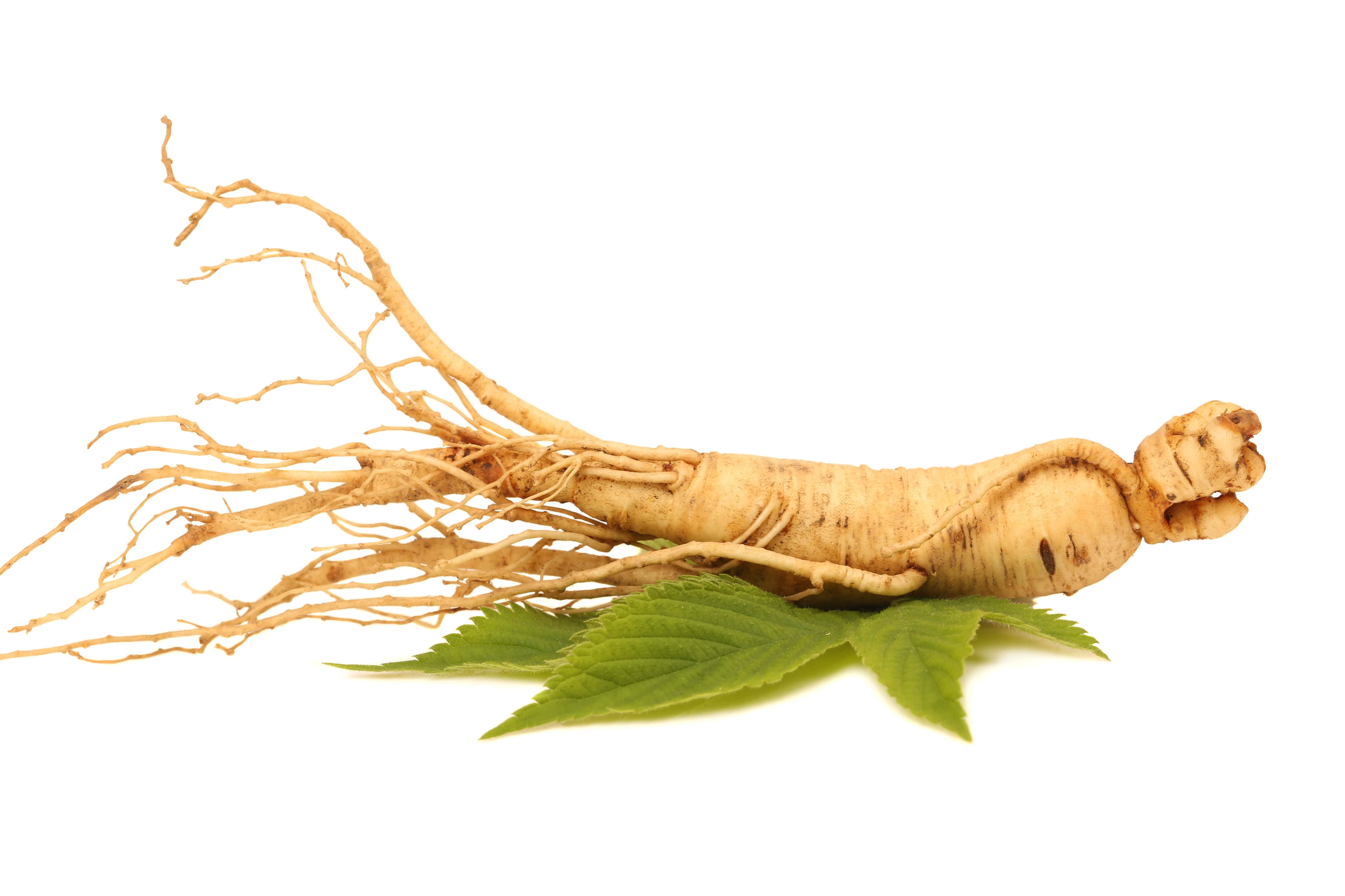 Белые корневища. Panax Ginseng женьшень. Panax Ginseng трава. Panax Ginseng root extract. Корни женьшеня Фармакогнозия.