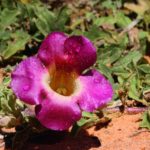 Harpagophytum procumbens