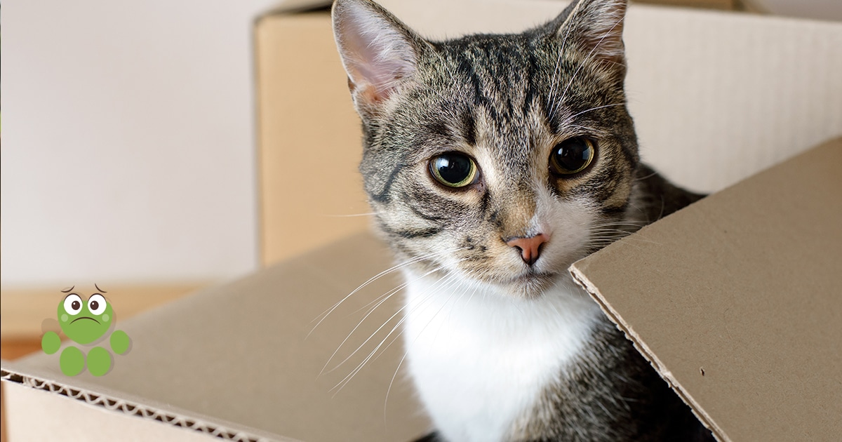 Demenager Avec Son Chat Ce Qu Il Faut Savoir Wamine