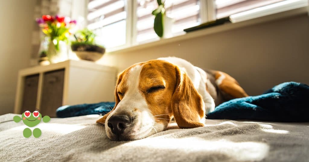 Mon chien est stressé que faire ? - Franklin