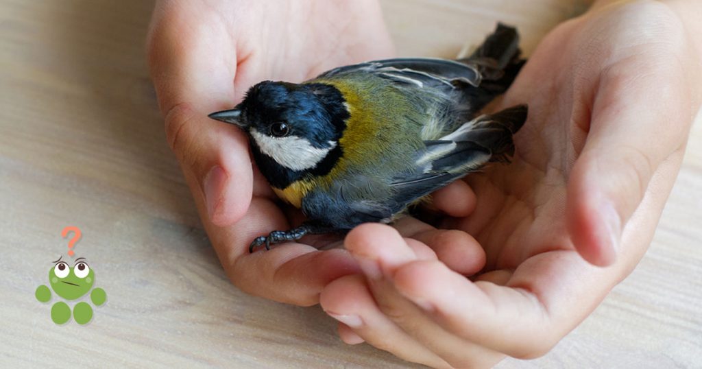 Oiseau blessé ou oisillon tombé du nid : que faire