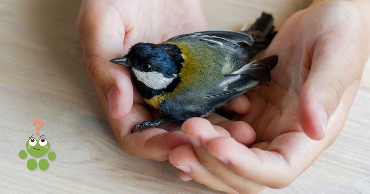 J'ai trouvé un oiseau blessé, que faire ? - Wamine