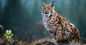 lynx