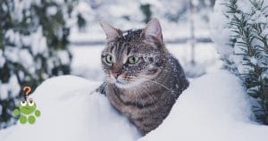 Chat dans la neige
