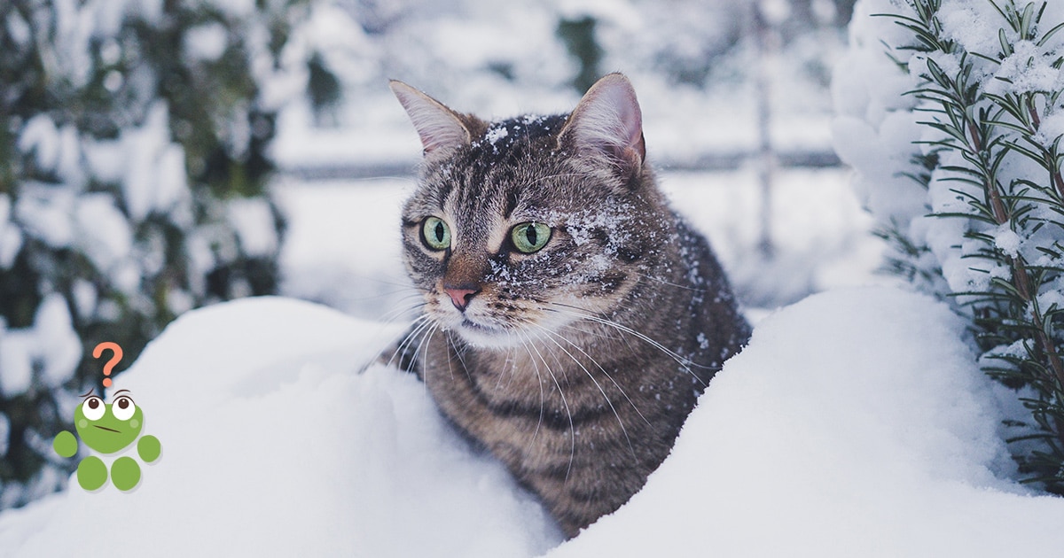 Mon chat peut-il rester dehors dans le froid ? - Wamine