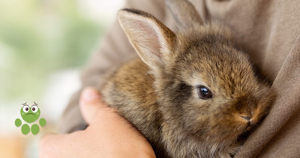 Votre lapin perd ses poils ? - Wamine