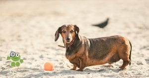 chien sur la plage