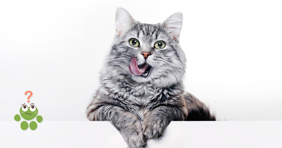 chat congestionné que faire