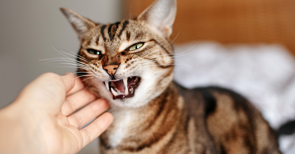 Le Syndrome Du Tigre Qu Est Ce Que C Est Wamine