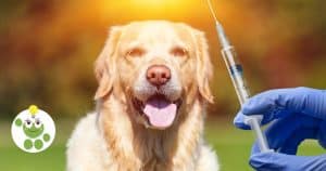 Main de vétérinaire qui tient une piqûre de vaccin devant un chien