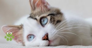 Chat pensif au pelage blanc et marron et aux yeux bleus