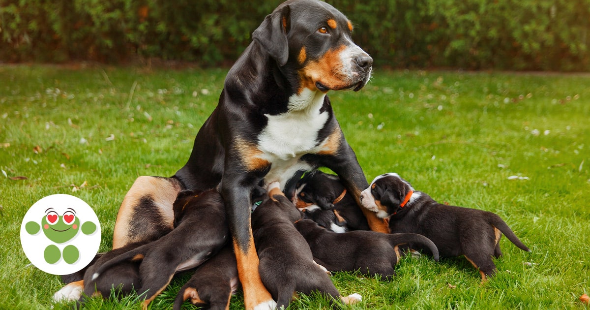 L’allaitement chez la chienne - Wamine