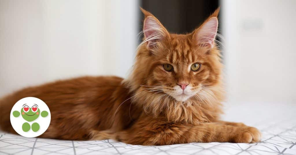 Pourquoi les chats roux sont une espèce à part, selon une experte