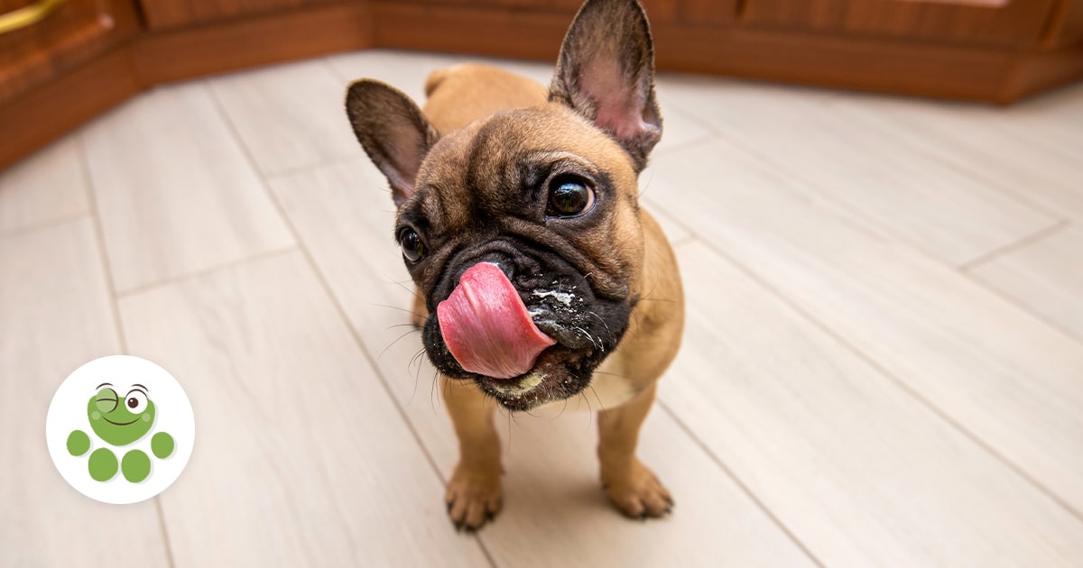 Faire lécher le pot de yaourt à son chien, bonne ou mauvaise idée ? Wamine