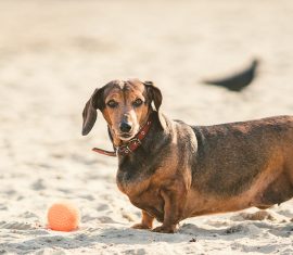 chien sur la plage