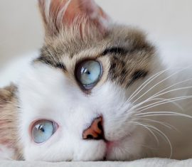Chat pensif au pelage blanc et marron et aux yeux bleus