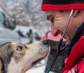 chien vétérinaire LGO
